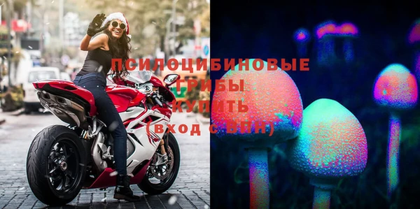 прущие грибы Алзамай